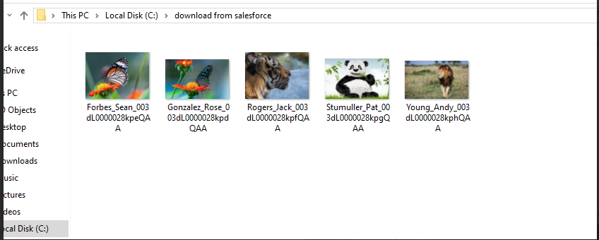 Automating Bulk File Downloads from Salesforce Using Python and REST APIs